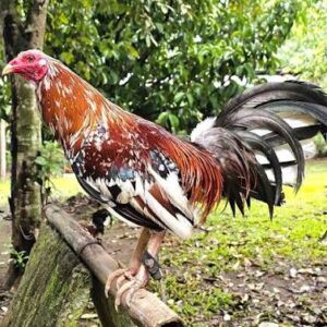 Spangled Kelso Gamefowl Cock For Sale