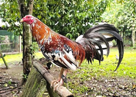 Spangled Kelso Gamefowl Cock For Sale