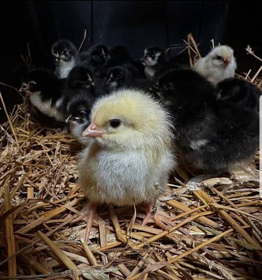Pure Sweater Day-Old Baby Chicks for Sale