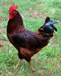 rhode island red rooster for sale - Image 3