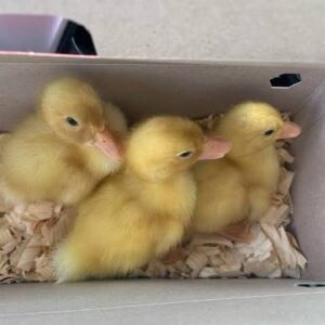 Buy live Jumbo Pekin day-old ducklings online