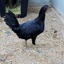 Buy purebred Black McRae gamefowl roosters - Image 2