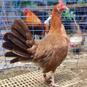 Griffin Claret Gamefowl Hens for Sale