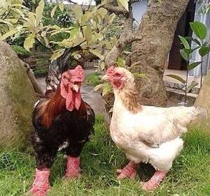 Purebred Dong Tao Hens For Sale