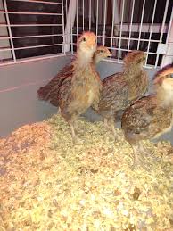 Crele Penedesenca Roosters For Sale - Image 2