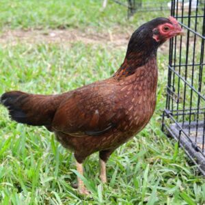 Buy purebred Hamlin Asil gamefowl hens