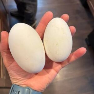 Buy fertile American Buff Goose hatching eggs online