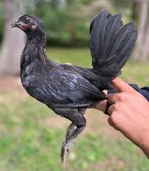 Buy purebred Black McRae gamefowl roosters - Image 3