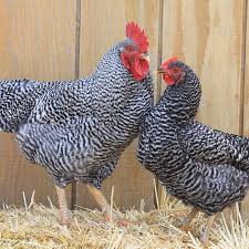 plymouth rock hens for sale - Image 4