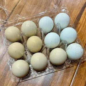 fertile Blueface Hatch gamefowl hatching eggs