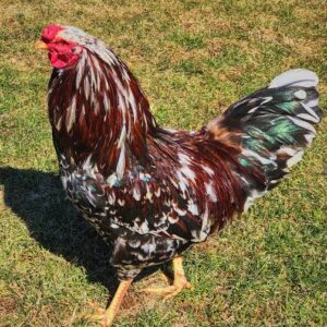 Rare Russian Orloff Roosters For Sale