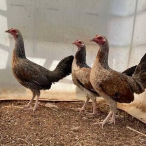 Rare Chocolate Grey Gamefowl Hens for Sale