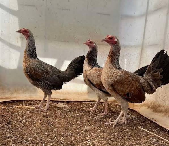 Rare Chocolate Grey Gamefowl Hens for Sale