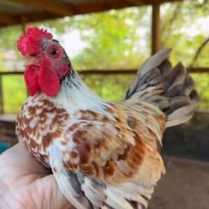 Rare Purebred Kikiriki Chickens For Sale 