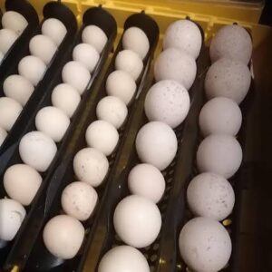 Rare Ocellated Turkey Hatching Eggs for Sale