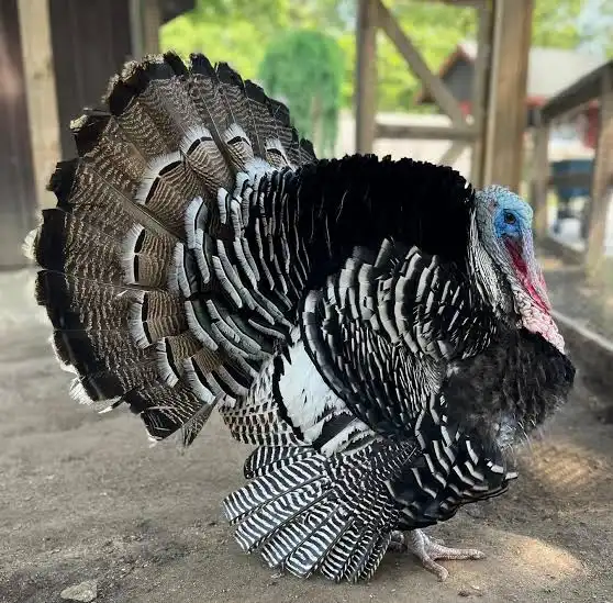 narragansett turkey for sale - Image 3