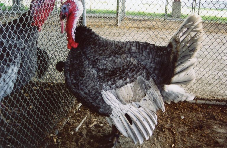 Blue Slate Turkey tom for sale - Image 4