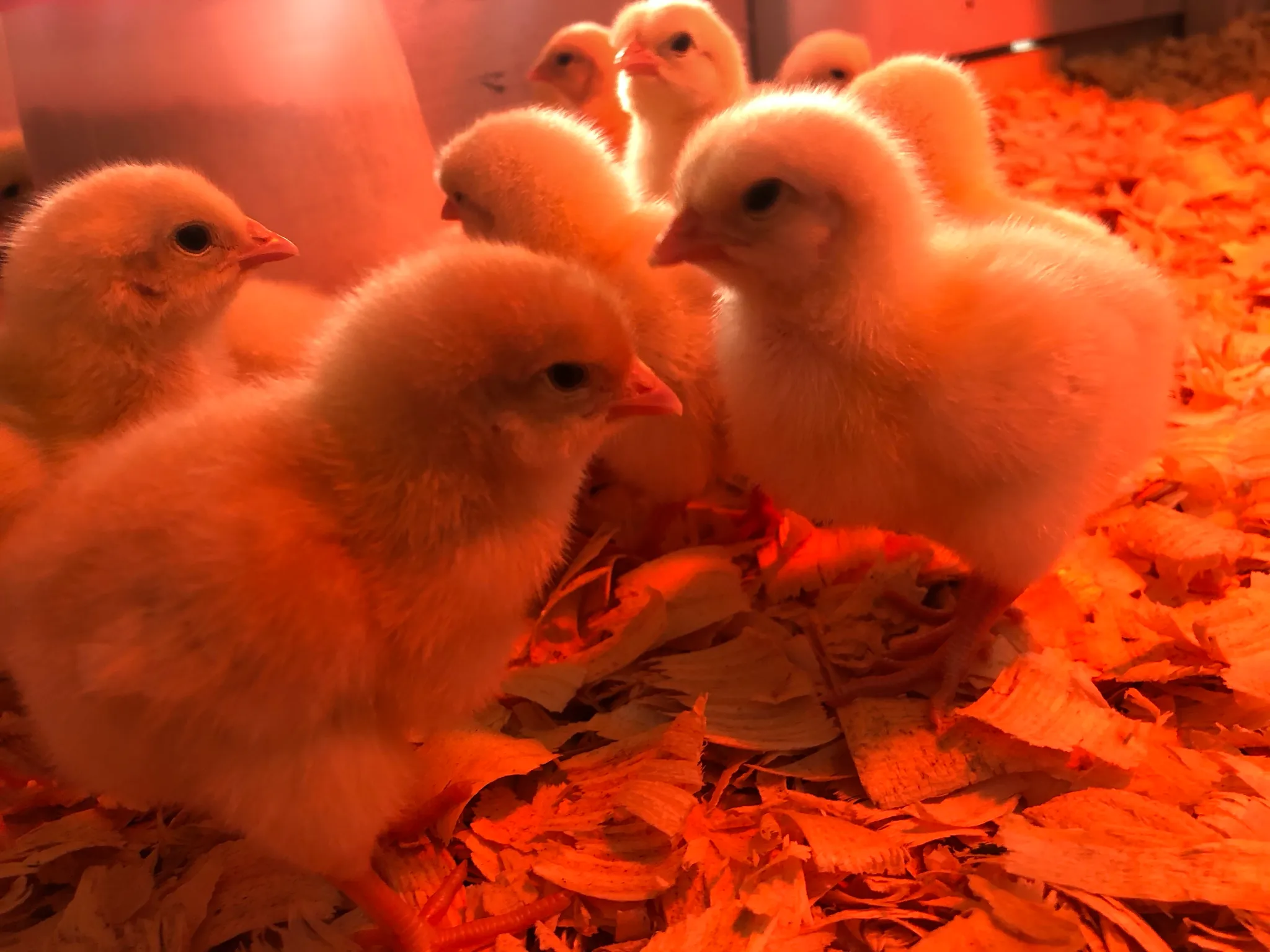 amber star hens for sale - Image 4