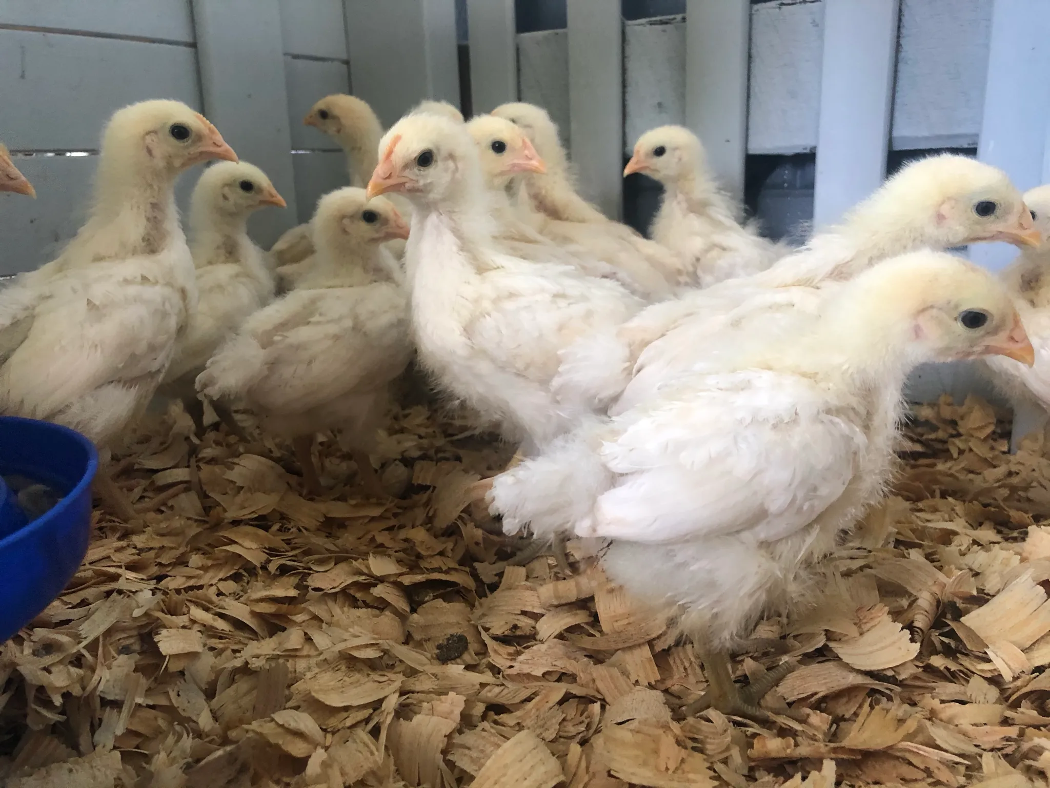 amber star hens for sale - Image 3