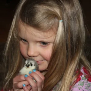 Purebred Blue Sumatra Day-Old Chicks