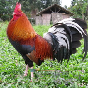 butcher game roosters for sale