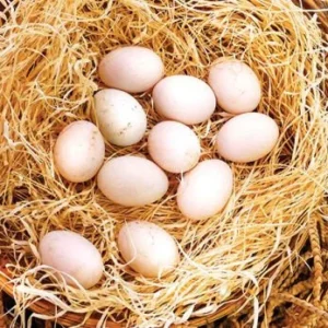 Madigan Claret Gamefowl Hatching Eggs for Sale