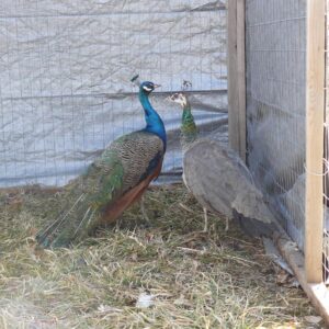 india blue peafowl pair for sale