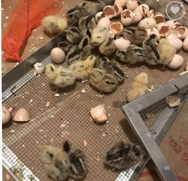 Kelso Day-Old Baby Chicks For Sale - Image 2