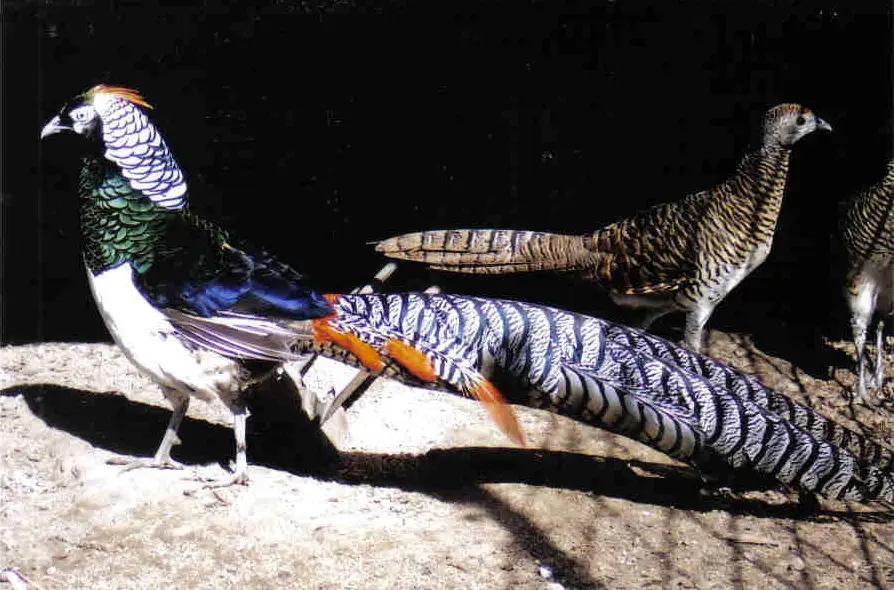 lady amherst pheasants for sale - Image 2