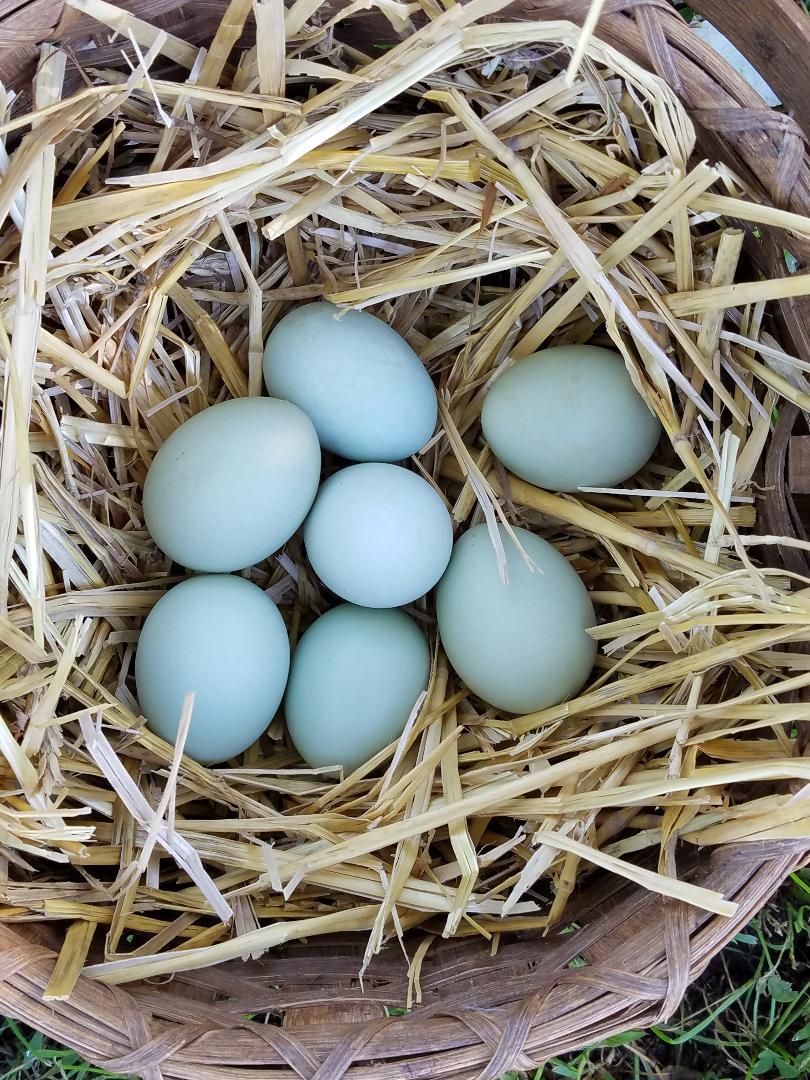 fertile Cream Legbar hatching eggs online