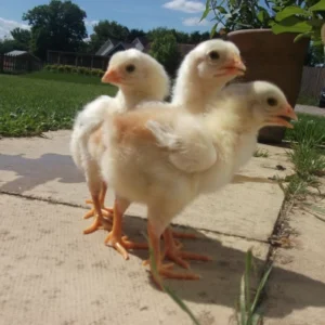 day-old malay gamefowl chicks for sale
