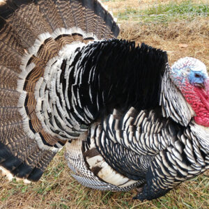 narragansett turkey for sale