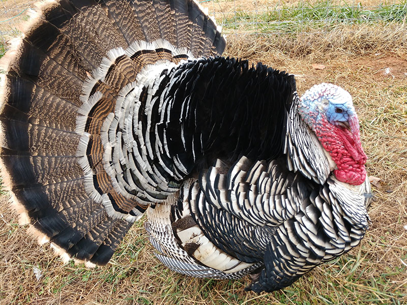 narragansett turkey for sale