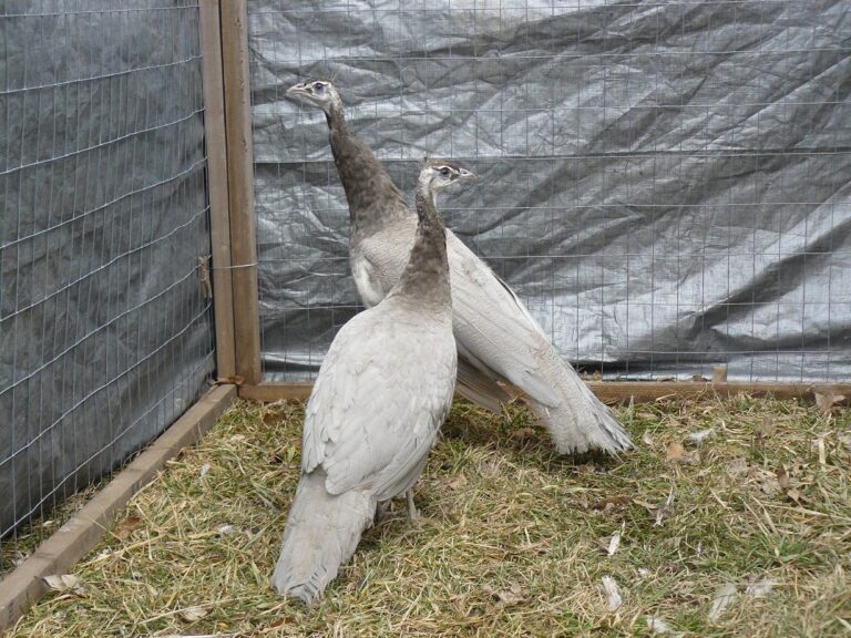 opal peafowl pair for sale - Image 2
