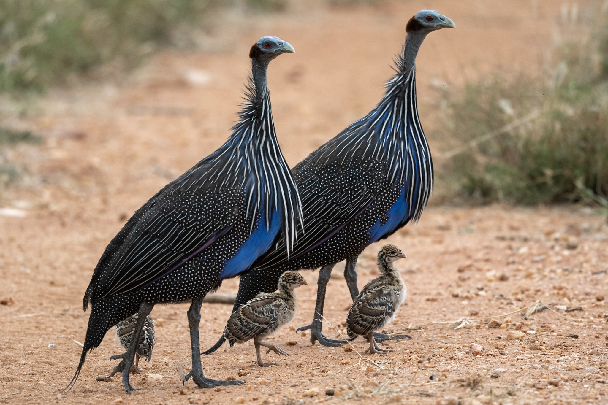 Rare Vulturine Guineafowl Hens For Sale - Image 2