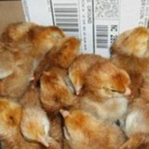 pumpkin hulsey day old chicks for sale