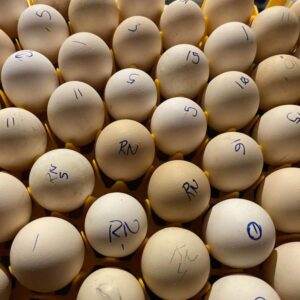 fertile Radio Leiper Gilmore Hatch gamefowl hatching eggs