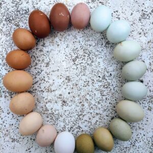 Rainbow Egger Near me