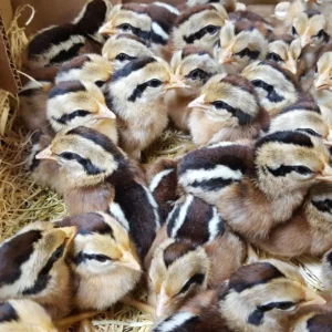 Buy sexed Red Junglefowl day-old chicks online
