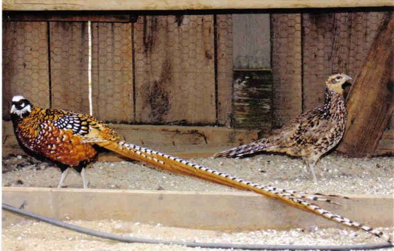 reeves pheasant pair for sale - Image 2