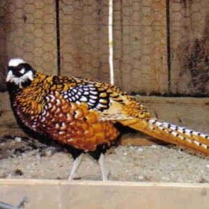 reeves pheasant pair for sale