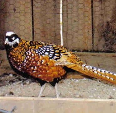 reeves pheasant pair for sale