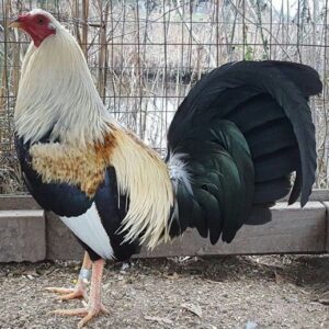 Buy purebred Regular Grey gamefowl cocks