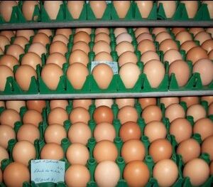 Rhode Island Red Hatching Eggs