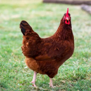 rhode island red hen for sale