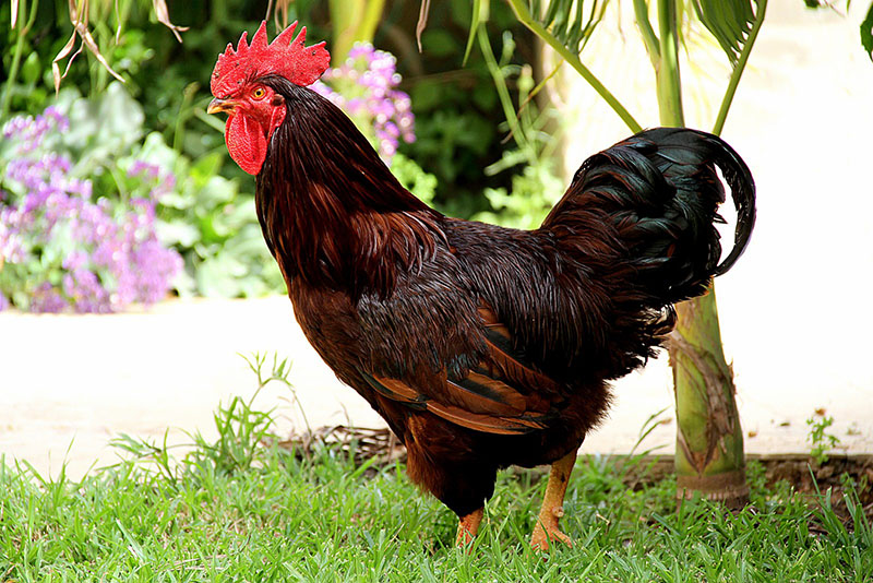 rhode island red rooster for sale
