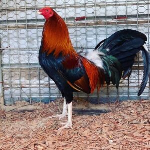 Boston Roundhead gamefowl roosters for sale