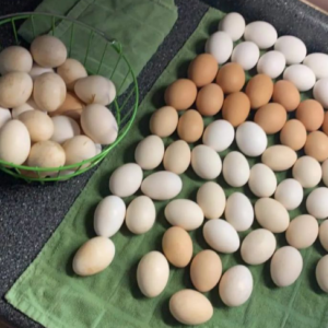 Cowan Roundhead Gamefowl Fertile Hatching Eggs