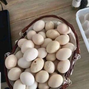purebred Lacy Roundhead hatching eggs