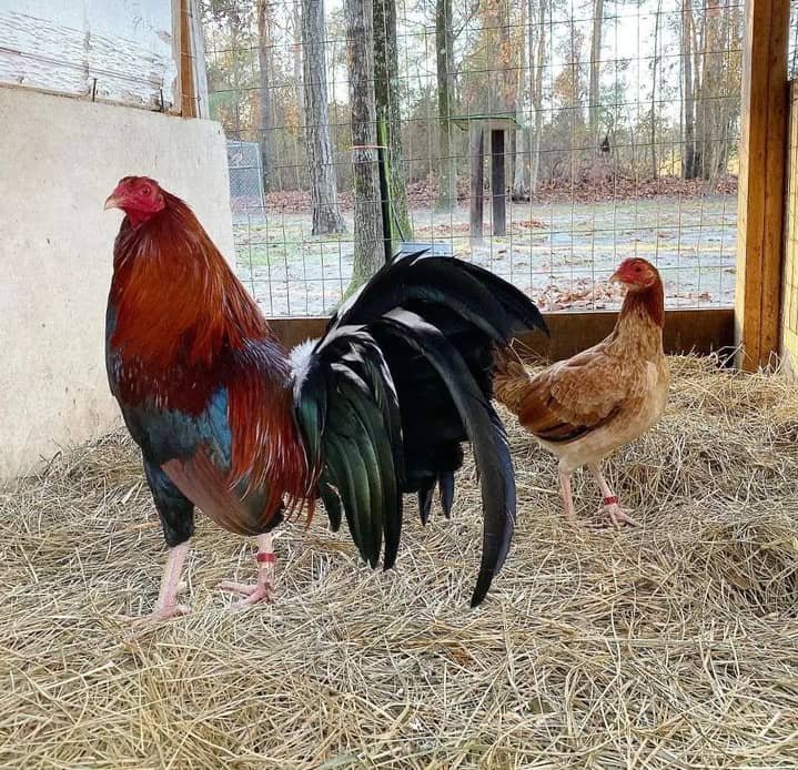 Purebred Boston Roundhead Gamefowl Pair For Sale